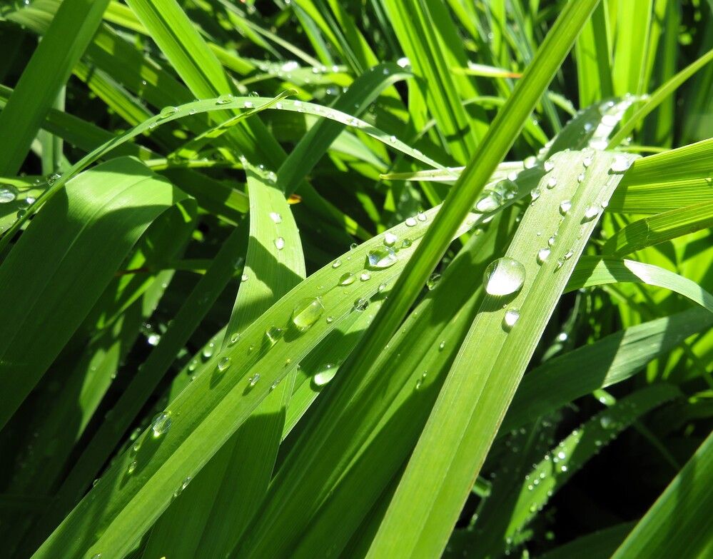 После дождя