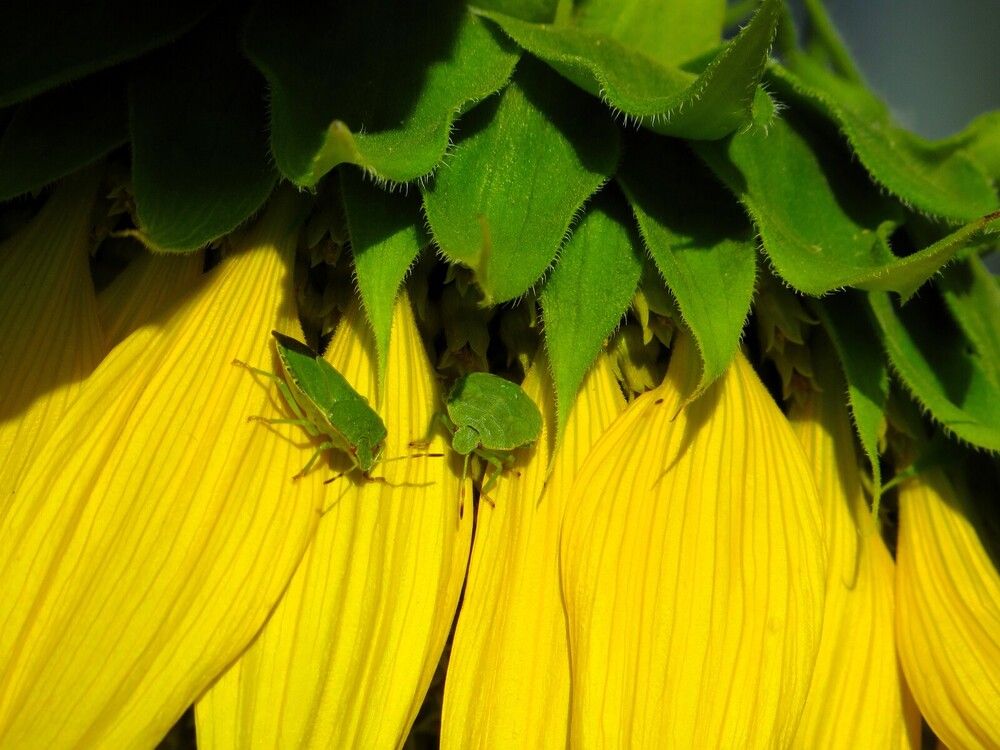 Щитник зелёный древесный