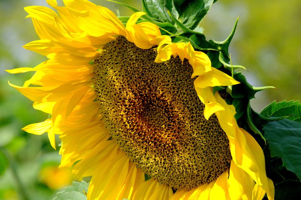 Photograph by Елена Масленникова