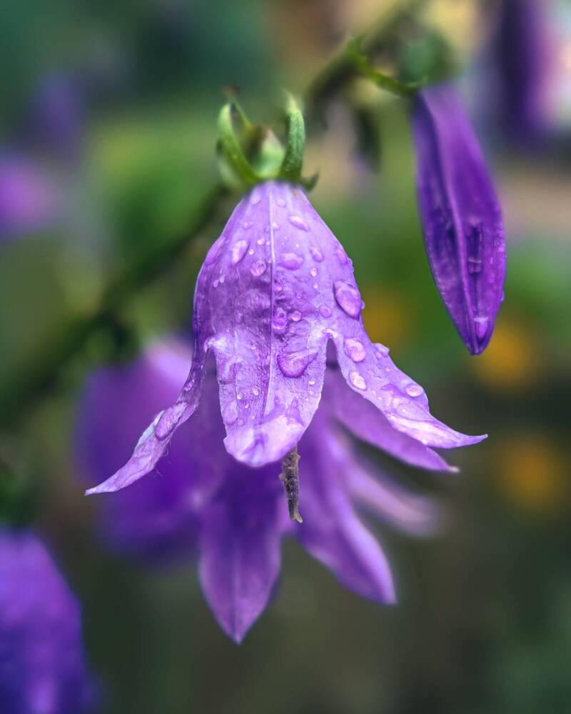 Photograph by Алексей Гуминский