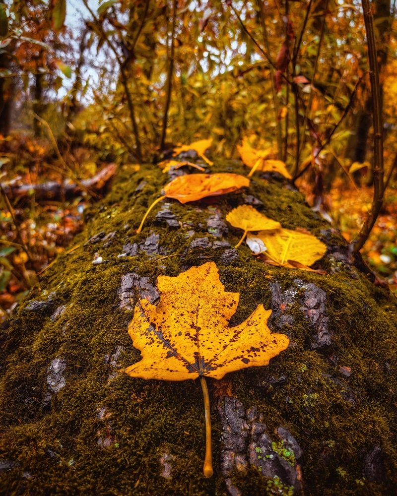 Photograph by Алексей Гуминский