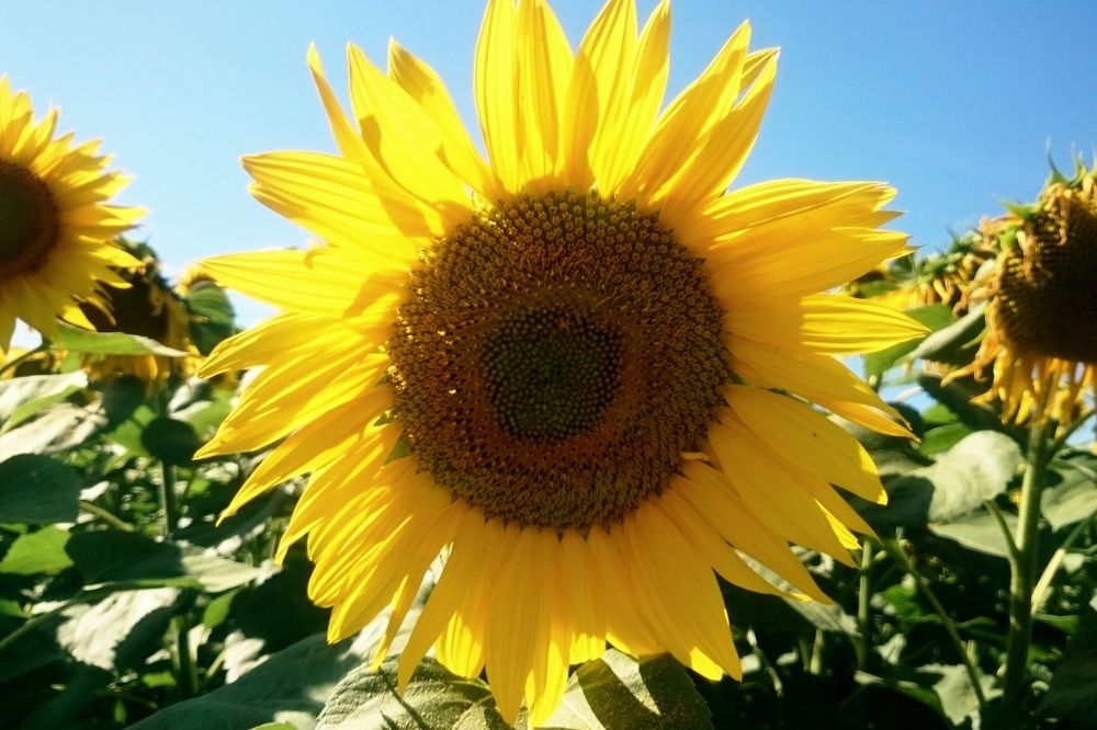 Photograph by Анастасия Свиридова