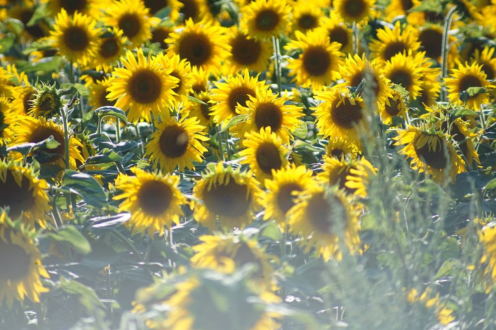 Photograph by Андрей Казаков