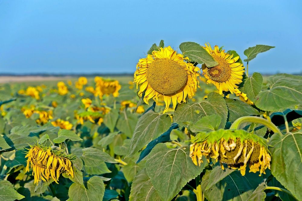 Photograph by Валерий Клейменов