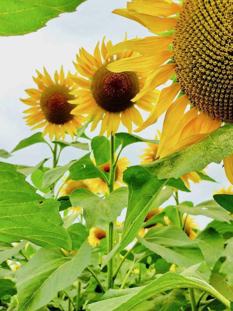 Photograph by Лариса Лысенко