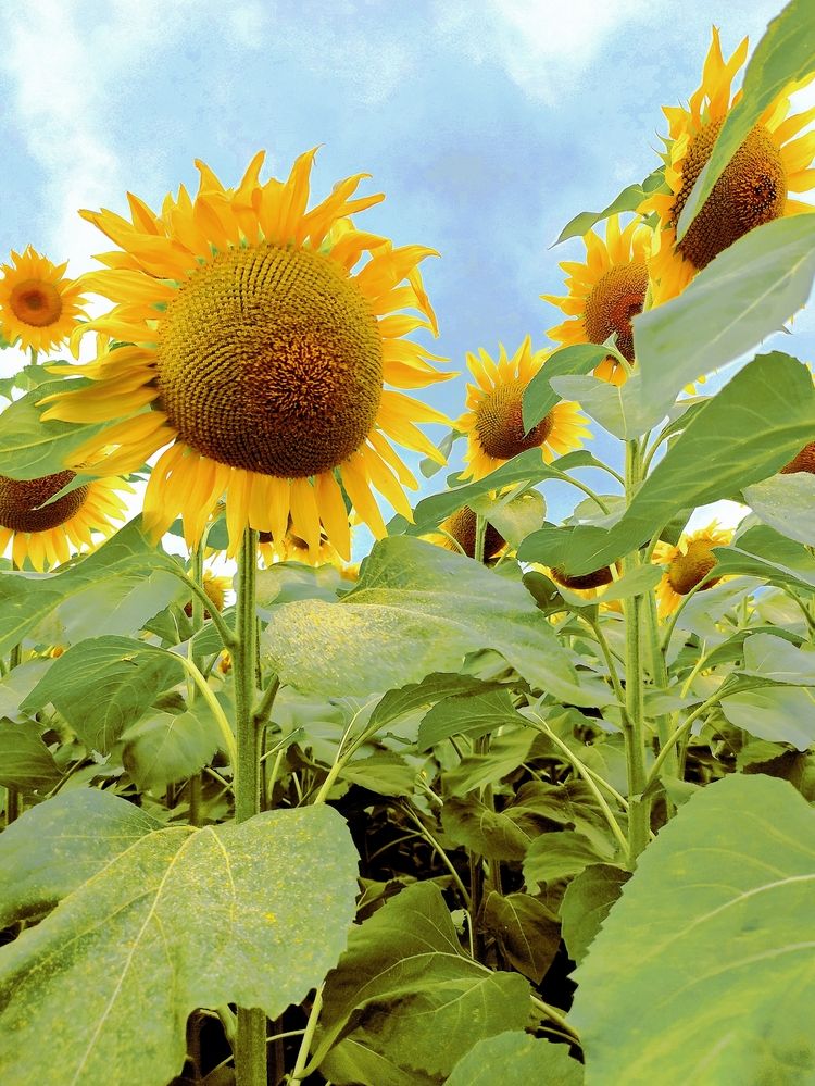 Photograph by Лариса Лысенко