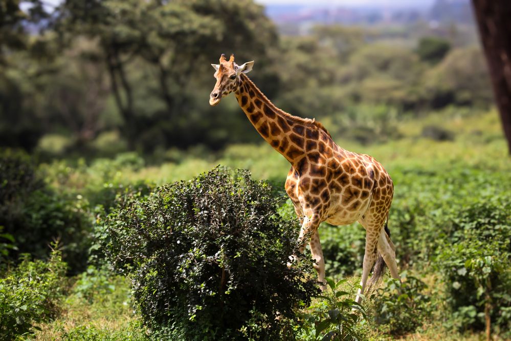 Photograph by Siamak Sabet