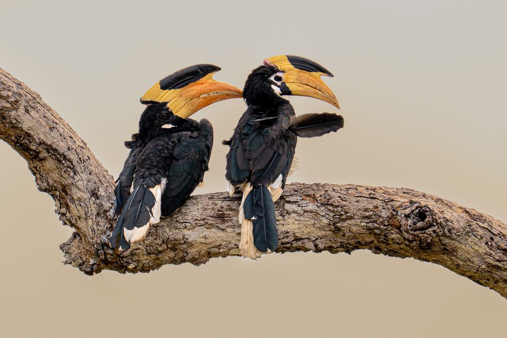 Photograph by Anton Jeirin