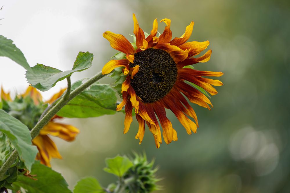 Фотография автора Viktoriya Kim