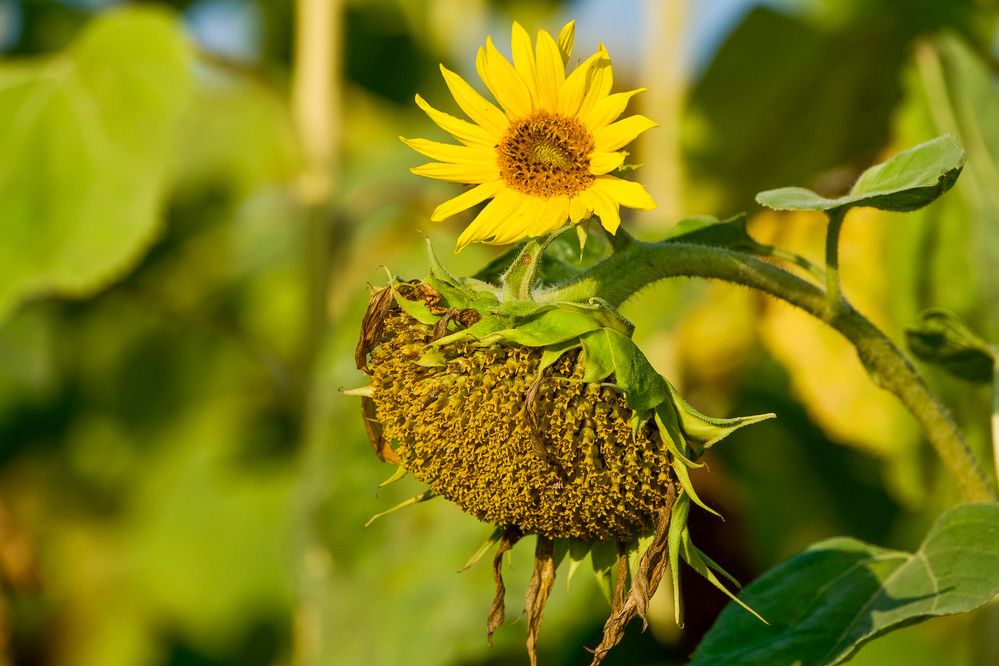 Фотография автора Viktoriya Kim