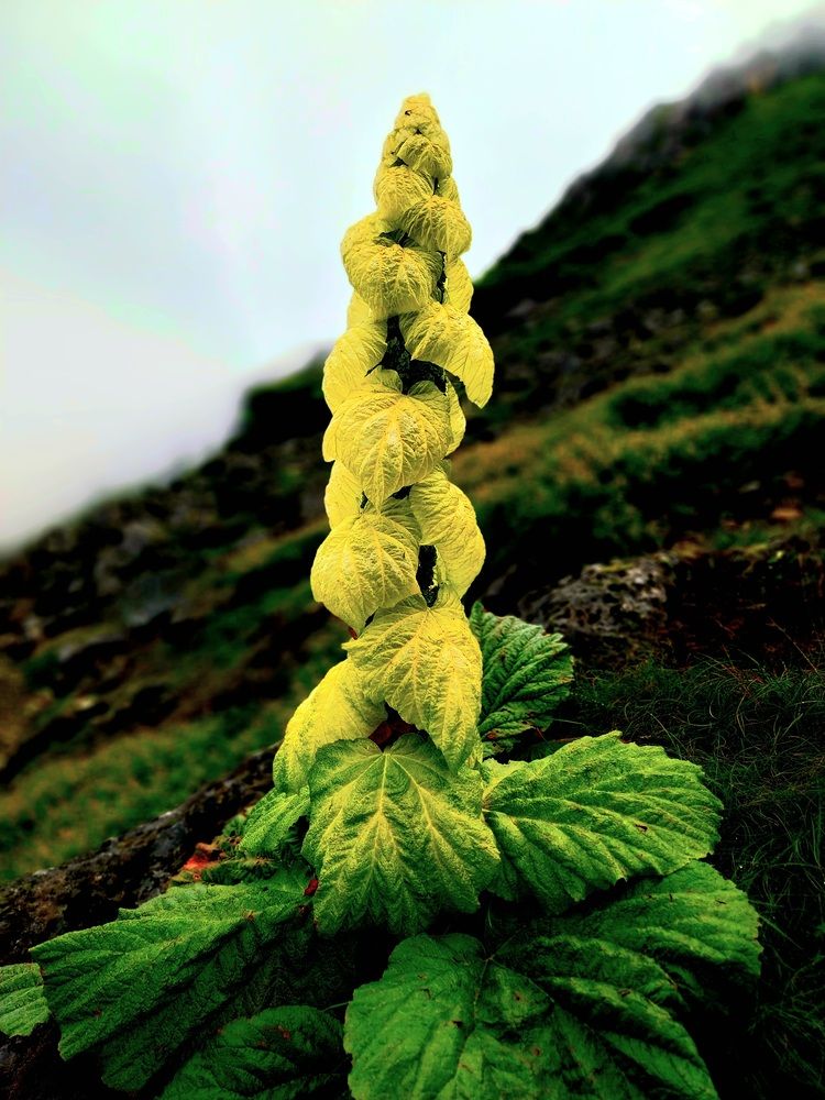 Photograph by Rahul Raman