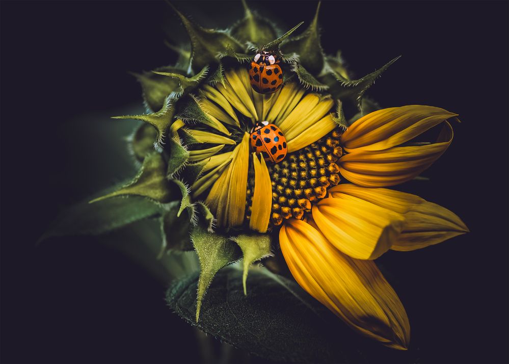 sunflower and ladybugs