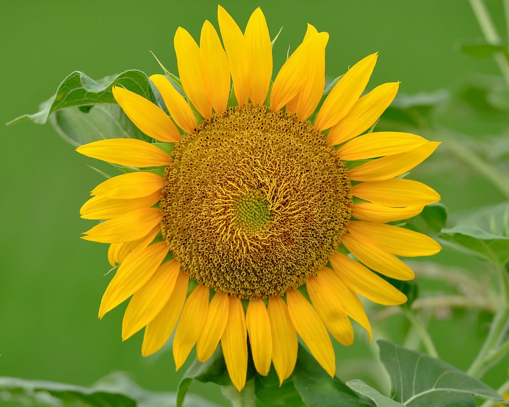 Photograph by Maryanto