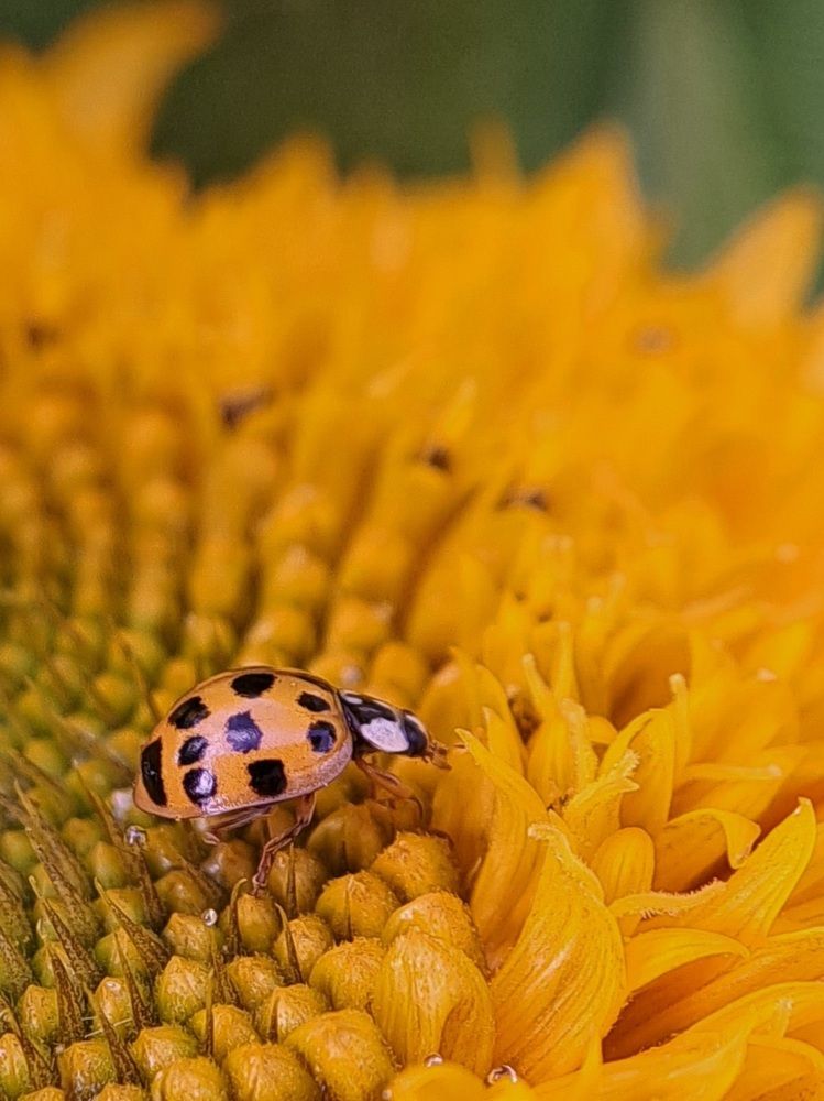 Photograph by Любовь Войтишина