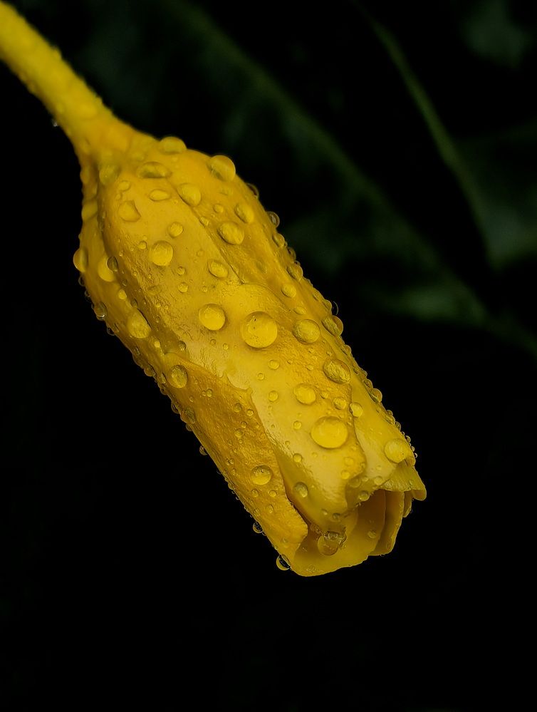 Photograph by Кристина Феминова