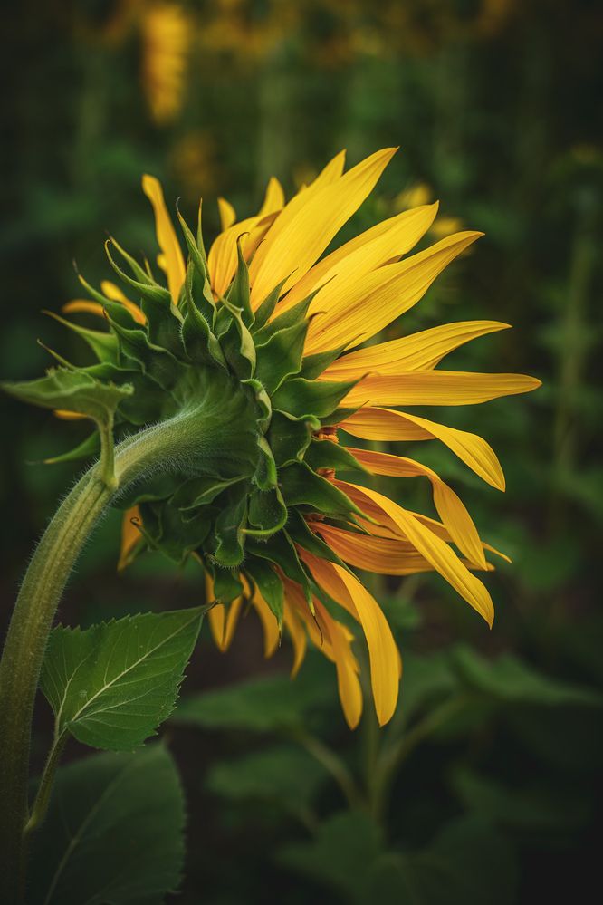 Photograph by Julia Andreeva