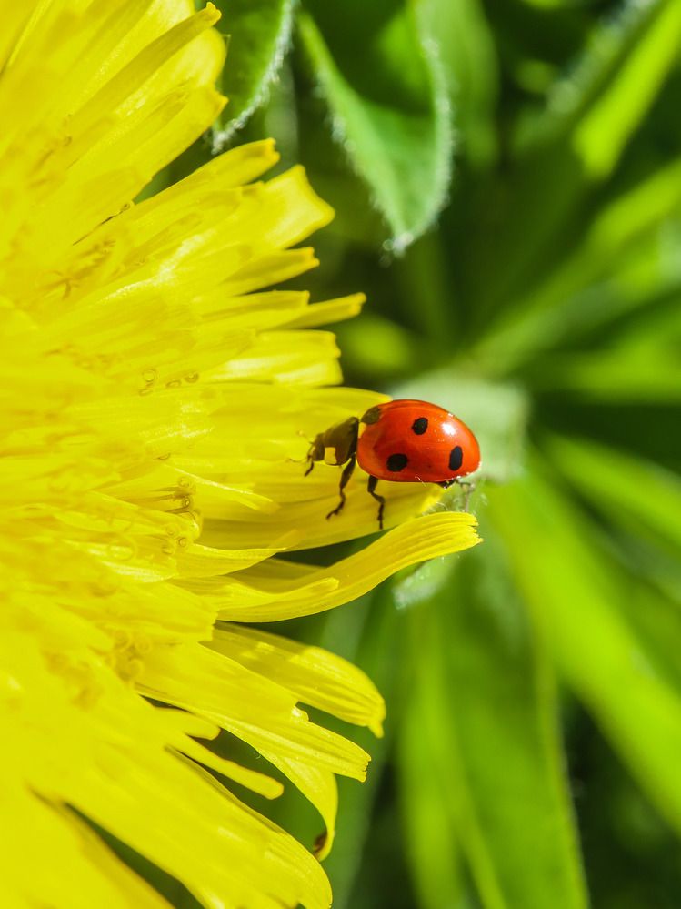 Photograph by Ирина Корабельникова
