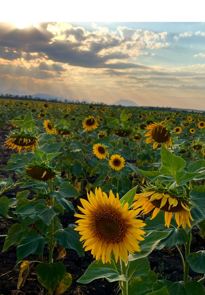 Photograph by Анатолий Протасов