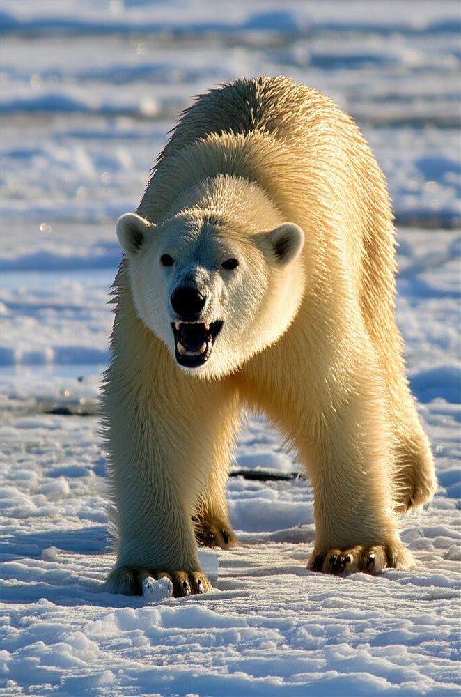 Photograph by Ivan Karavka