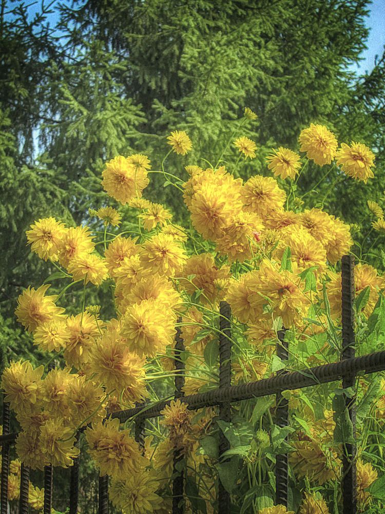 Photograph by Ирина Александрович