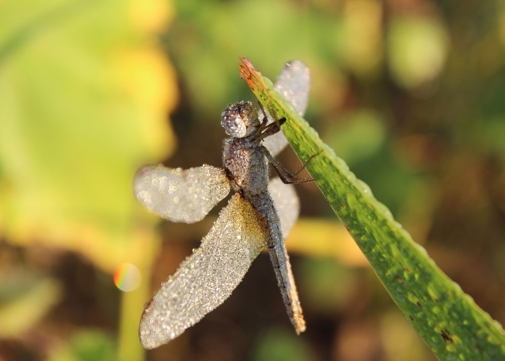 Photograph by Дина Железнова