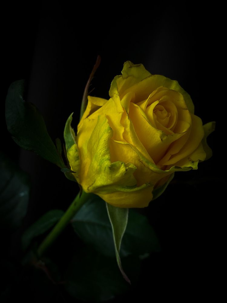 Фотография автора Рамзия Хисамутдинова