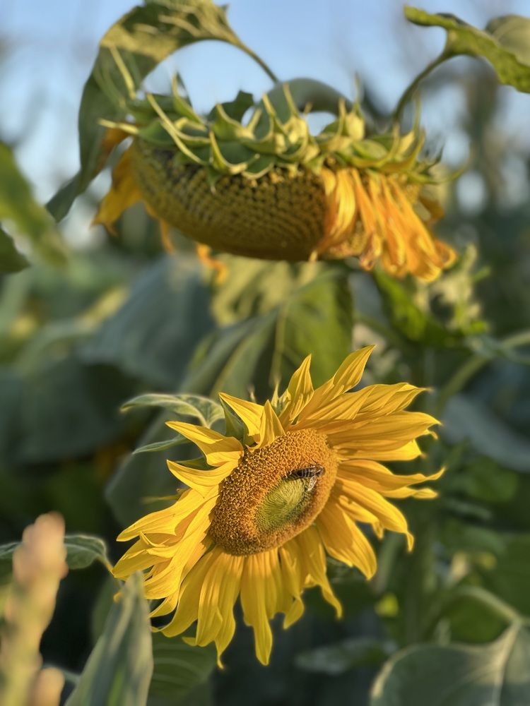 Фотография автора Наталья Тургулайнен