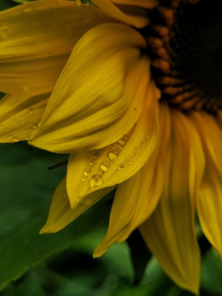 Photograph by Елена Иванова