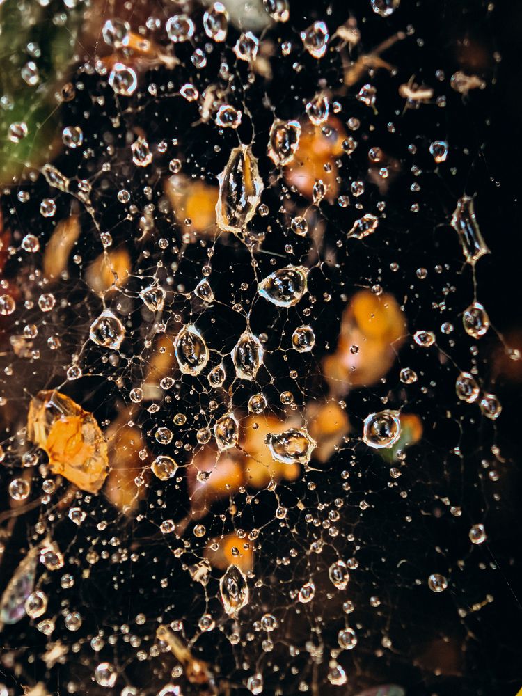 Фотография автора Анна Ворончихина