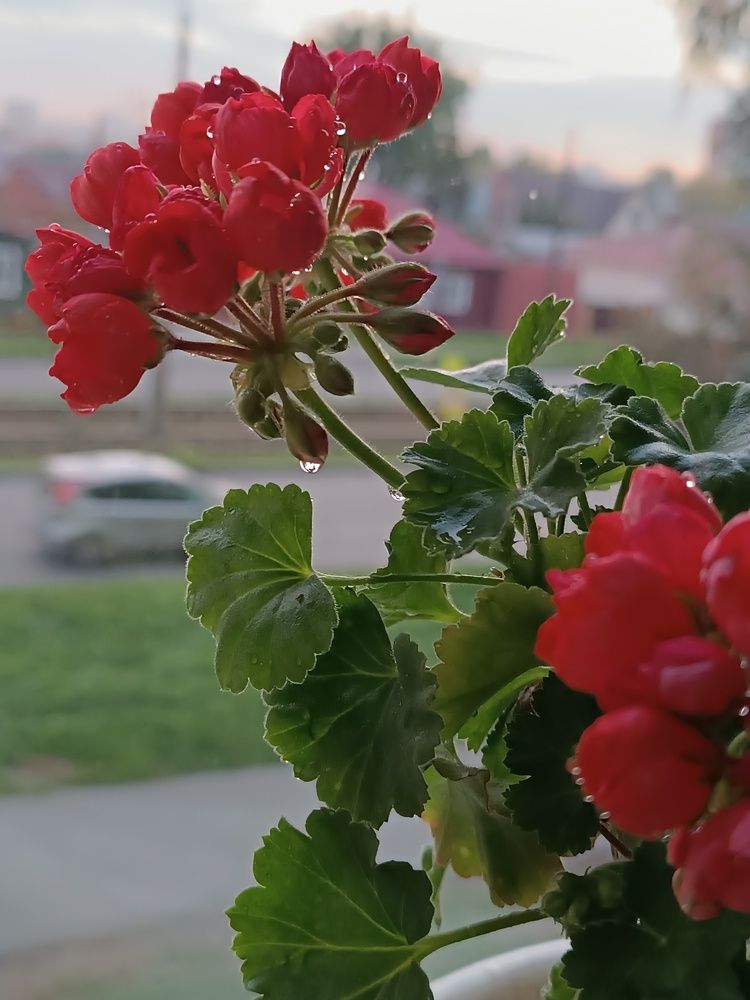 Фотография автора Елена Колышева