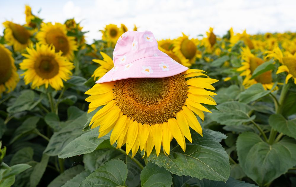 Photograph by Сергей Хранитель