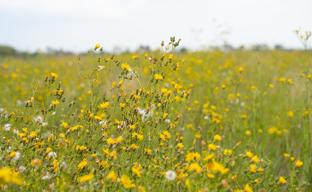 Photograph by Сергей Хранитель