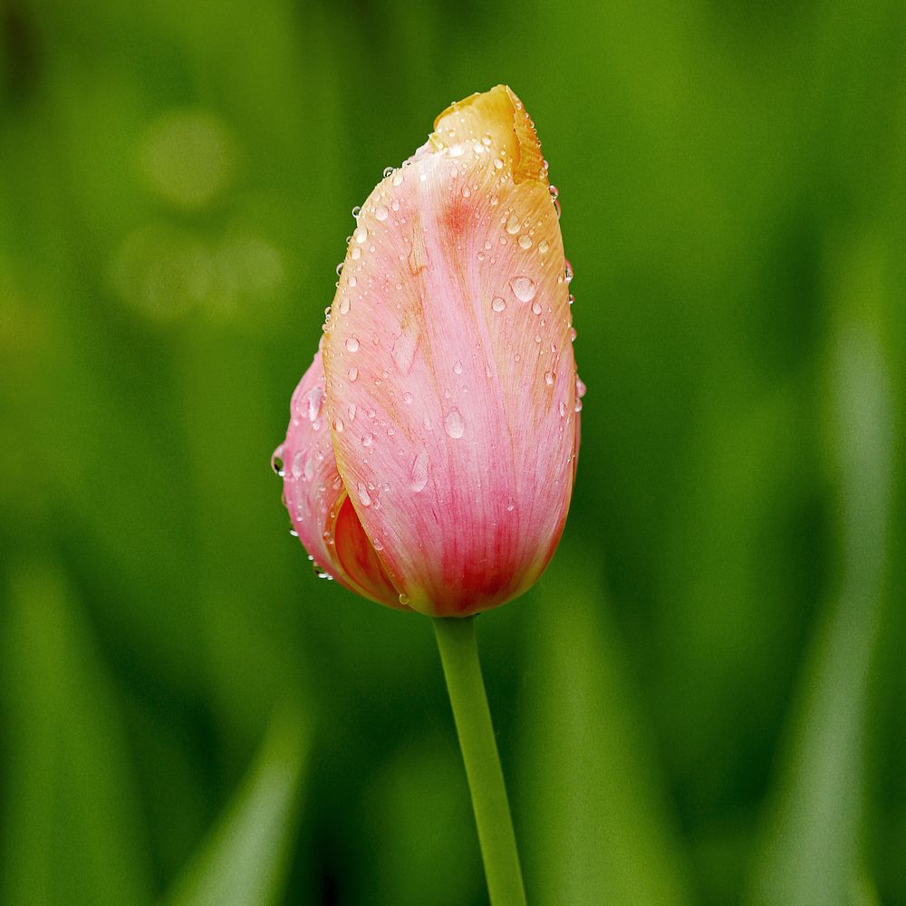 Photograph by Антон Леонов