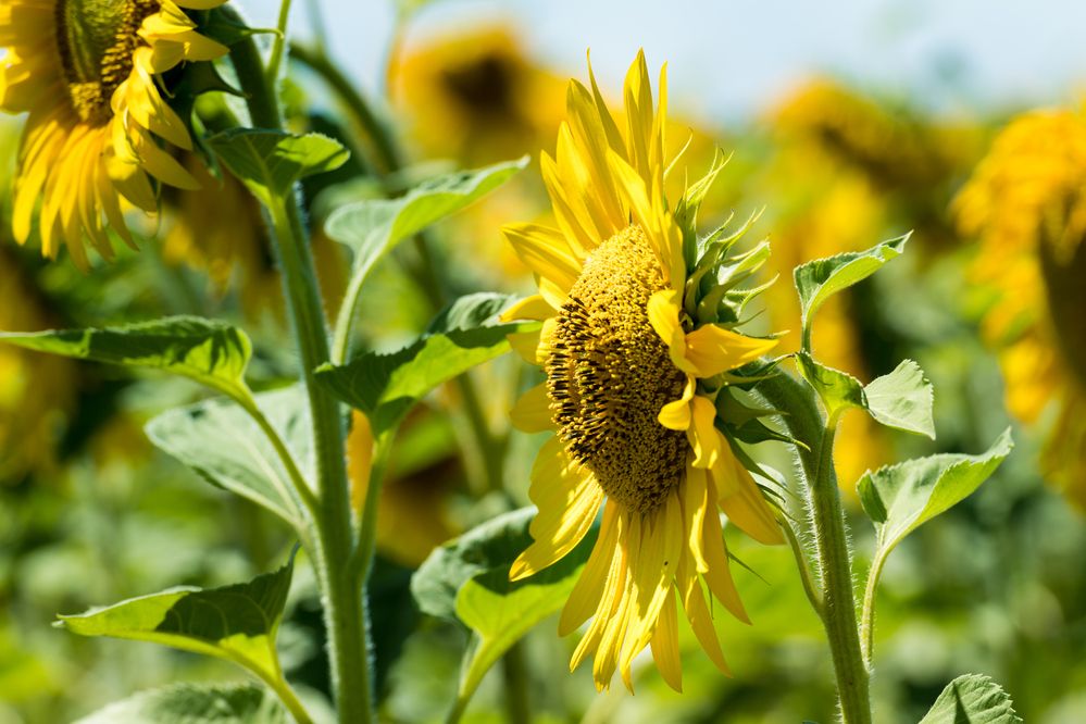 Photograph by Eliseev Nikolay