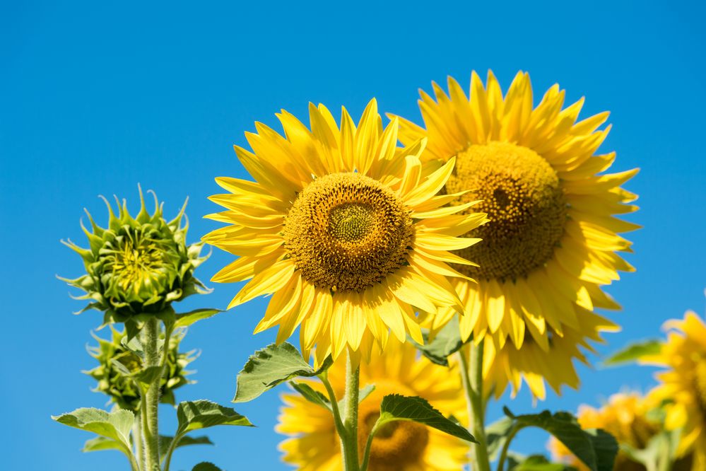 Photograph by Eliseev Nikolay