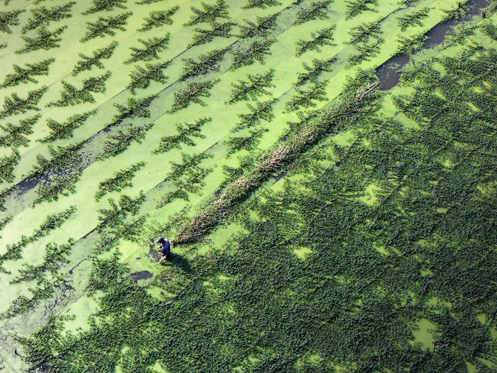 Patterns of the Green Field