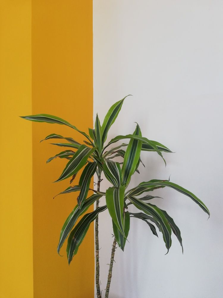 Фотография автора Kristine Sargsyan