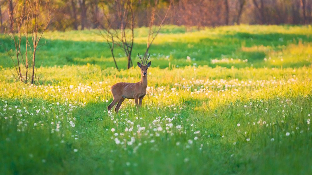 В одуванчиках