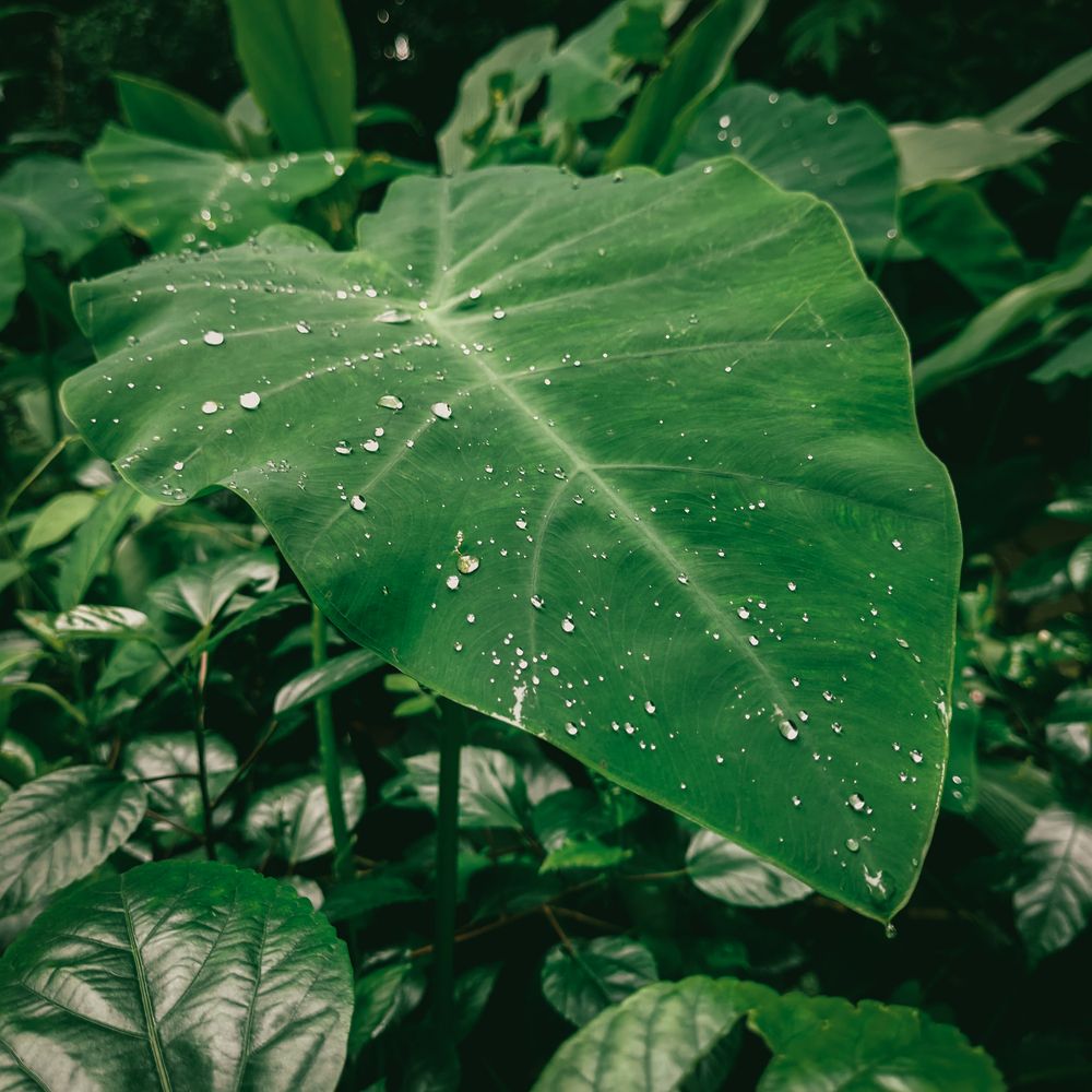 Photograph by LIMON DEY