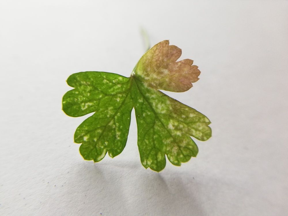 Фотография автора Kristine Sargsyan