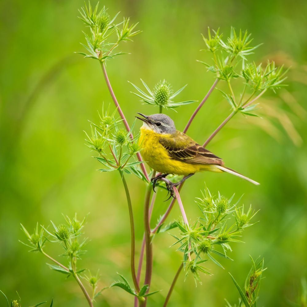 Жёлтая трясогузка