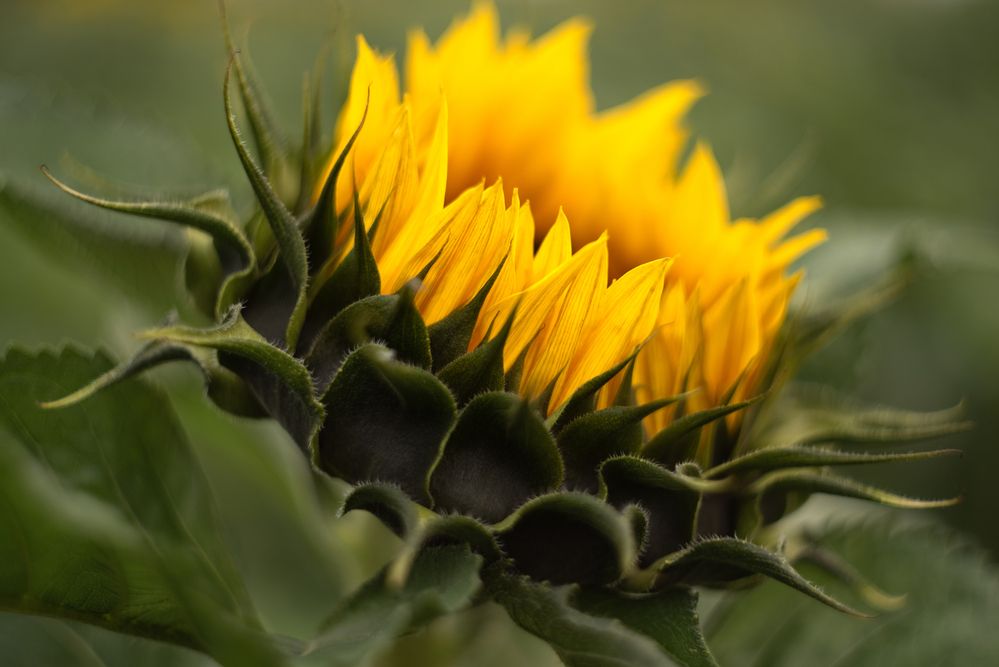 Фотография автора Viktoria Roschen