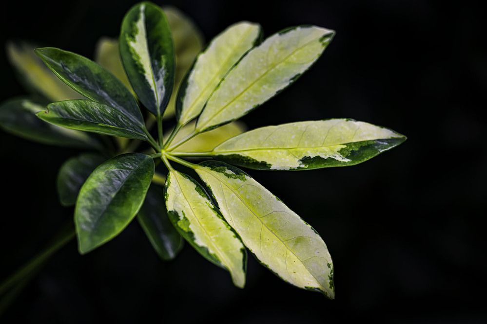 Фотография автора Ray Asiala