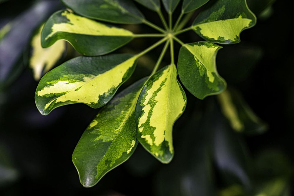 Фотография автора Ray Asiala