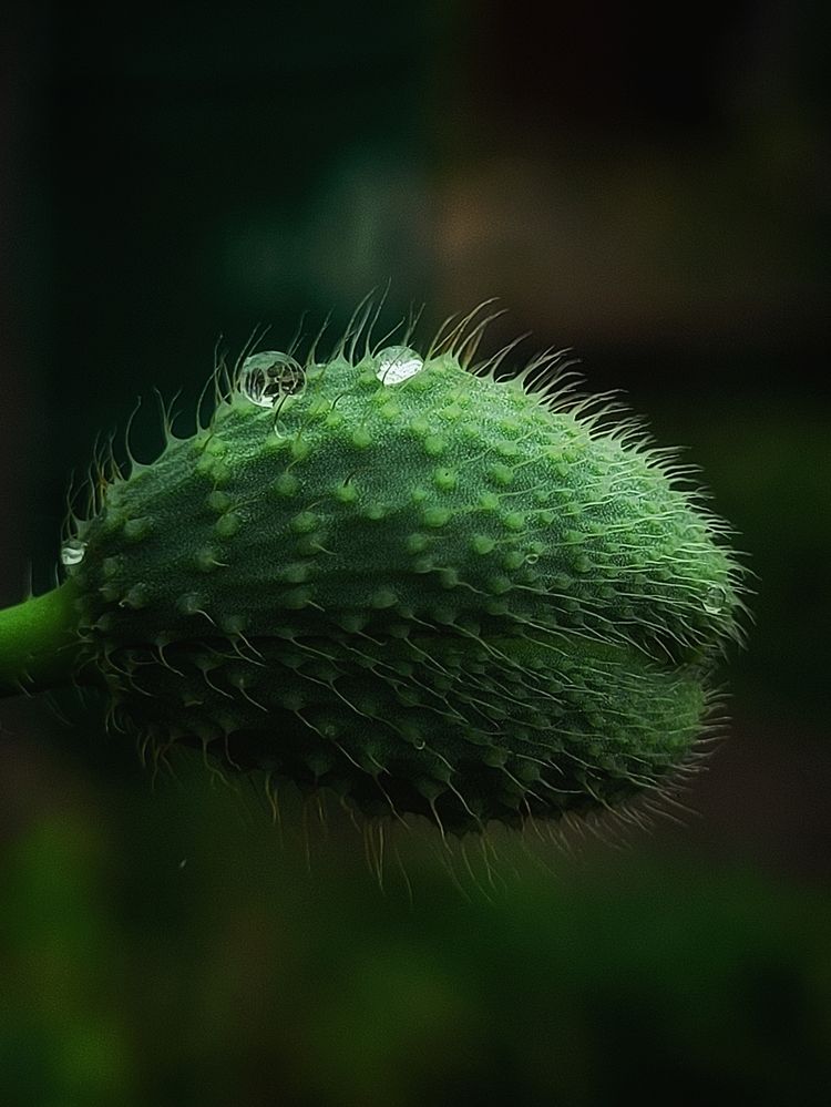 Photograph by Елена Иванова