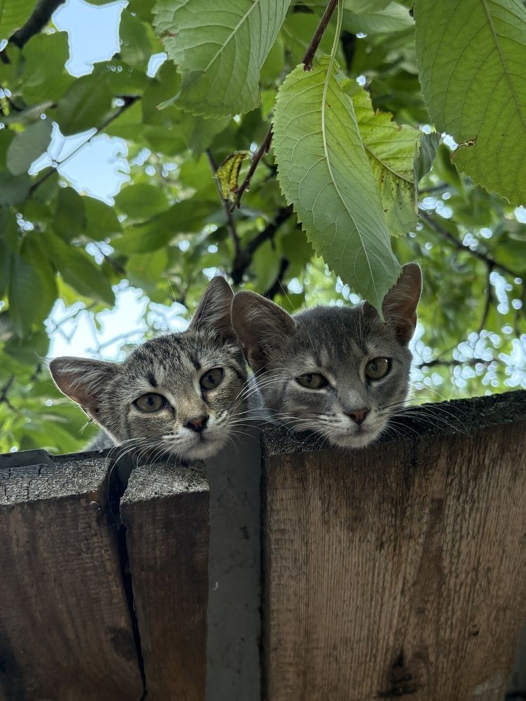 Котики