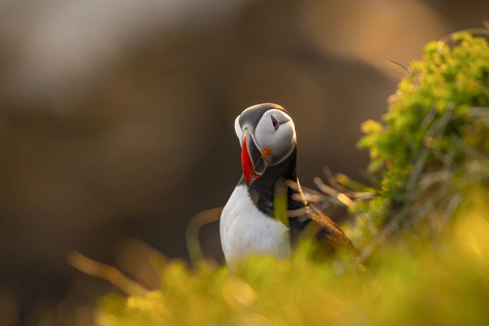 Photograph by Matteo Strassera