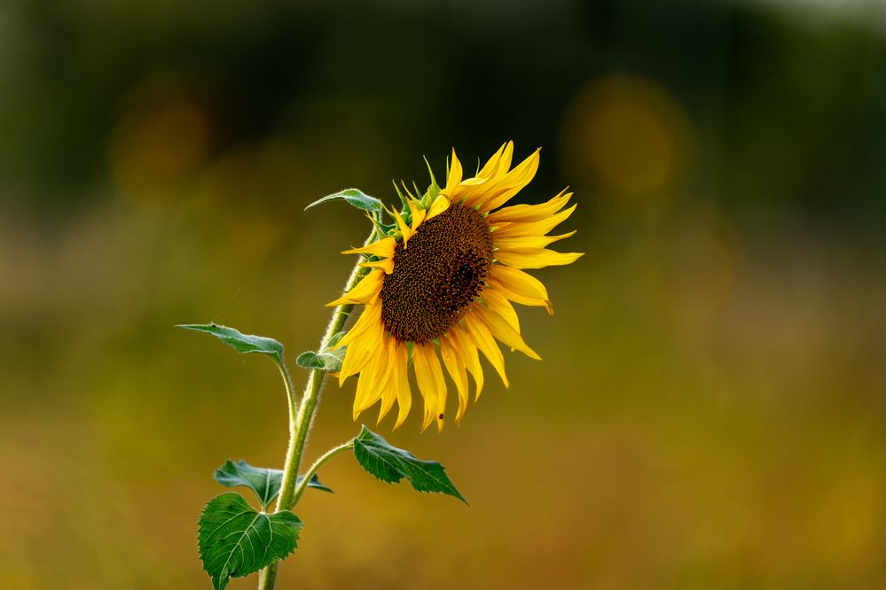 “Bowing to the Evening”