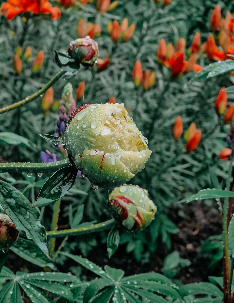 Photograph by Светлана Гордиенко