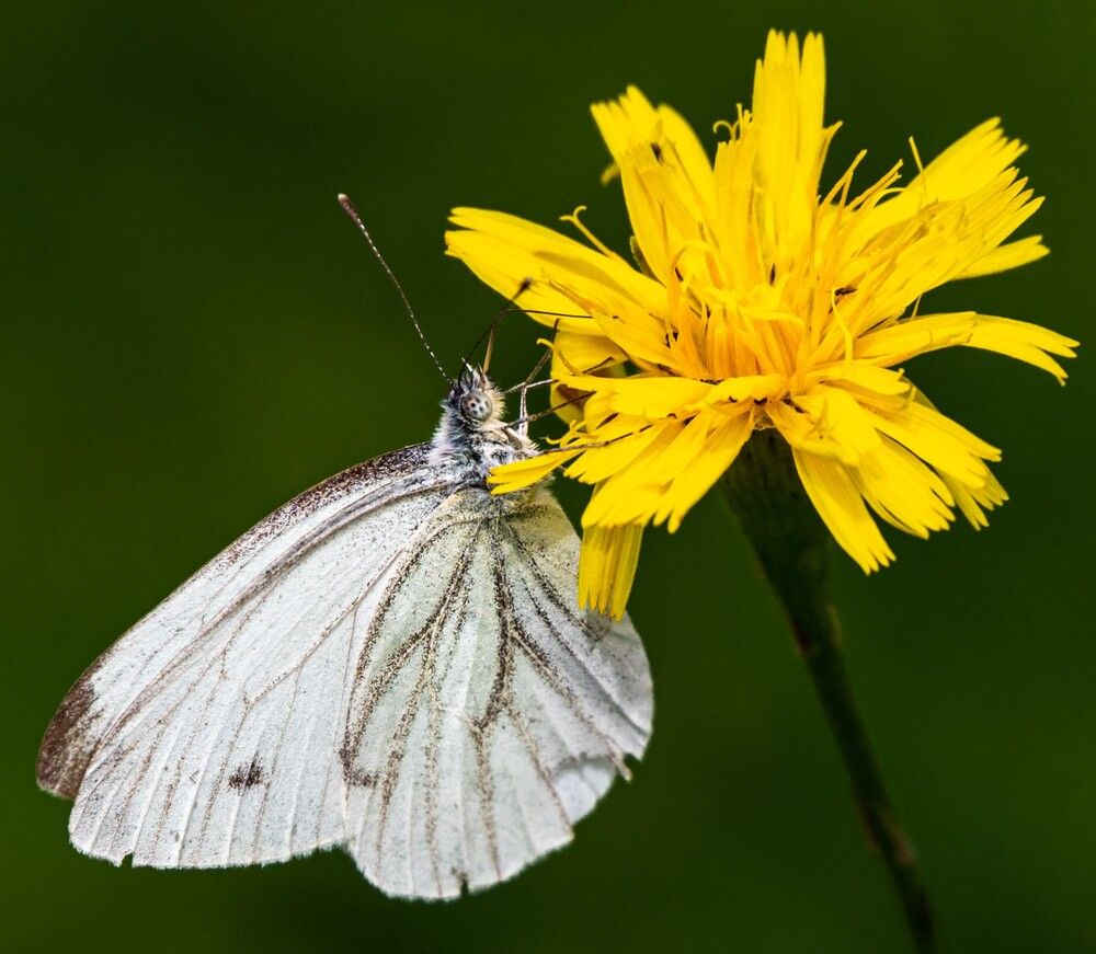 Photograph by Анна Стрелковская